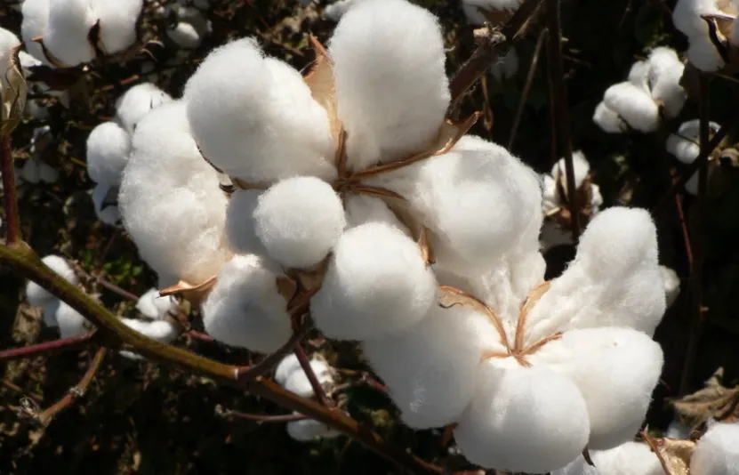 Thị trường nguyên liệu công nghiệp ngày 23/12: Bông hồi phục, ca cao và đường giằng co